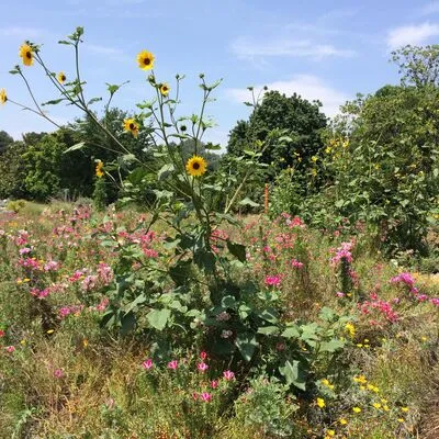 Los Angeles County Arboretum, CA